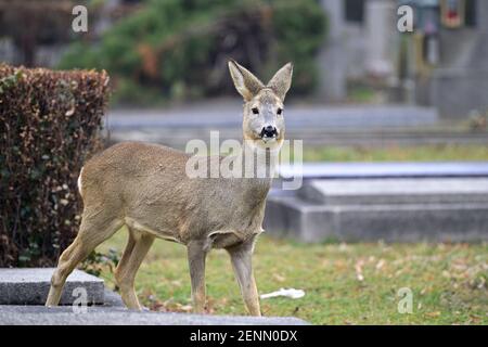 Tierwelt auf dem Zentralfriedhof Wien-Wien. Rehe (Capreolus capreolus) Stockfoto