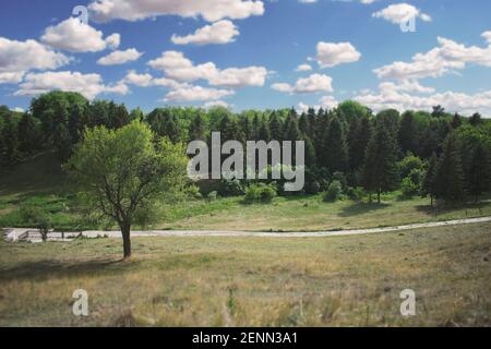 Ländliche Landschaft in einem kleinen Dorf mit hohen Pinien und grünen Wanderweg. Grüner junger Wald. Fokus in der Bildmitte. Stockfoto