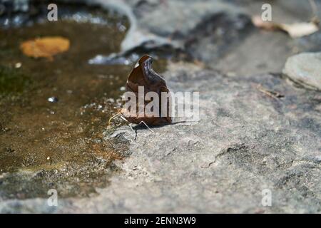 Schöner Schmetterling mit geschlossenen Flügeln, trinkt am Ufer des Rio Magdalena, Kolumbien, Südamerika Stockfoto