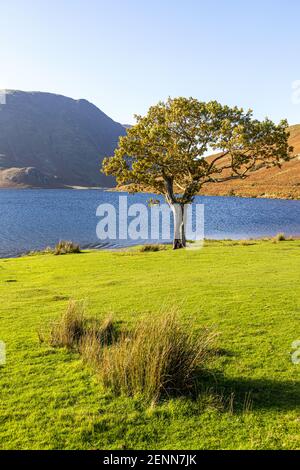 Abendlicht auf einer kleinen Eiche am Ufer von Buttermere im English Lake District National Park, Cumbria UK Stockfoto