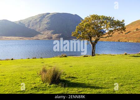 Abendlicht auf einer kleinen Eiche am Ufer von Buttermere im English Lake District National Park, Cumbria UK Stockfoto