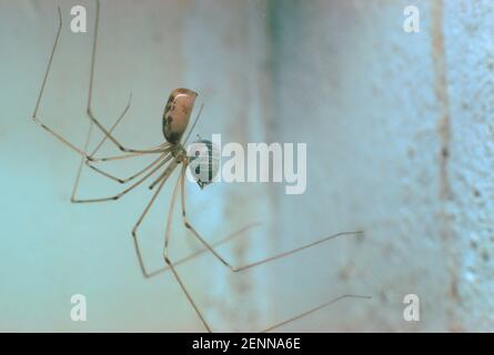 Papa lange Beine Spinne, Pholcus Phalangioides. Essen eine Beute Stockfoto