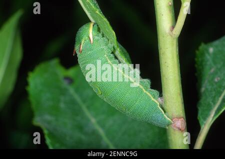 Zweiseitige Pascha Schmetterling, Charaxes Jasius. Larve auf Blatt Stockfoto