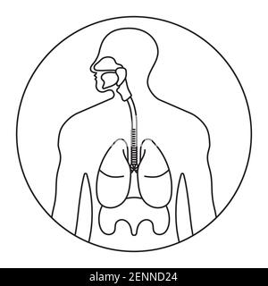 Abgerundete dünne Linie des menschlichen Atmungssystems oder der Atemwege Symbol für Apps und Websites Stock Vektor