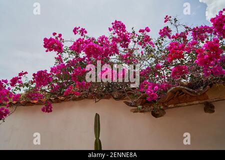 Schöne bunte Blumen in einer kleinen historischen Gasse mit Sandstein Kopfsteinpflaster Stein in der historischen Kolonialstadt Barichara in Kolumbien, ein beliebtes Stockfoto