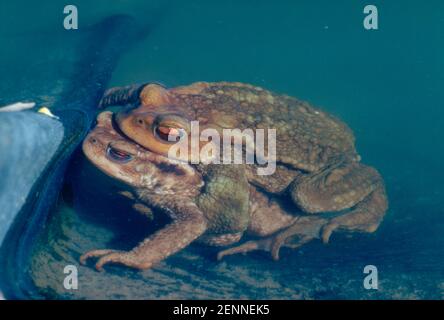 Kröte, Bufo bufo. Paar auf Amplexus Stockfoto