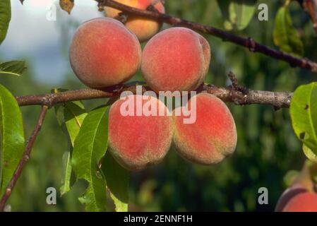 Nahaufnahme von vier reifen Pfirsichen am Pfirsichbaum, Prunus persica Stockfoto