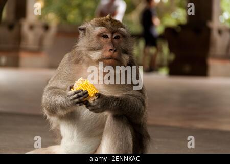 Ein Langschwanzmakak (macaca fascicularis) Hält einen Mais in den Händen und beobachtet Touristen Sacred Monkey Forest in Bali Stockfoto