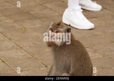 Ein Langschwanzmakak (macaca fascicularis) und ein Paar weiße Schuhe eines Touristen im Hintergrund beim Sacred Monkey Forest, Bali Stockfoto