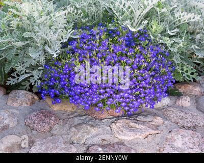 Dekoriertes Blumenbeet mit Steinen und Büschen als dekorative Elemente. Landschaftsdesign. Stein Landschaftsbau im Hausgarten. Stockfoto