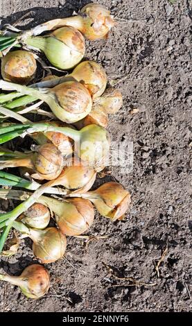 Zwiebelernte auf dem Feld. Reife Zwiebel. Eine Reihe frisch angebauter, biologisch angebauter Zwiebeln im Gemüsegarten. Stockfoto