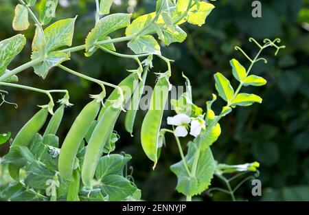 Erbsenanbau auf dem Hof. Hülsen junger grüner Erbsen. Süße Erbse (pisum sativum). Stockfoto