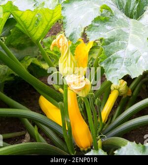 Zucchini-Anlage. Zucchini mit Blume und Obst im Feld. Grünes Pflanzenmark wächst auf Busch. Zucchini blüht. Stockfoto