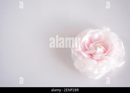 Rosa Frühling Ranunculus Blume auf grauem Hintergrund. Stockfoto