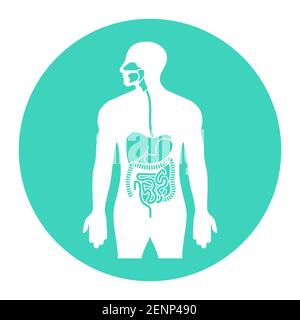 Menschliche Verdauungstrakt oder Verdauungssystem Organe flache Vektor-Symbol Für Apps und Websites Stock Vektor
