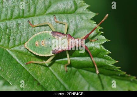 Nahaufnahme einer grünen Nymphe der Box Bug , Gonocerus acuteangulatus , Sonnenbaden auf einem grünen Blatt. Stockfoto