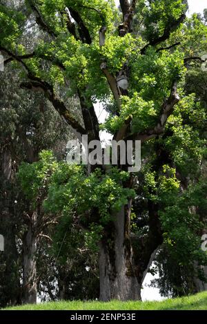 Shekvetili Dendrologischer Park Stockfoto