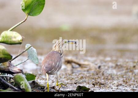 Indian Pond Heron fängt EINEN kleinen Fisch im Feuchtgebiet Stockfoto