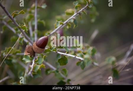 Acorn Nuss in jungen Kork Eiche Baum Natur Detail schließen Nach oben Stockfoto