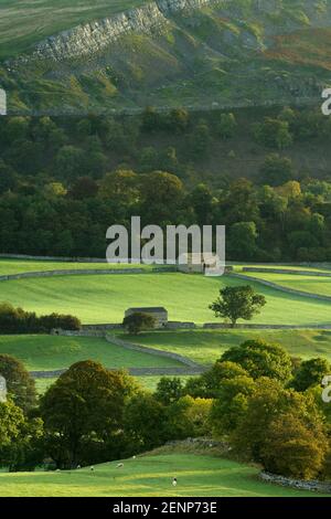 Trockensteinmauern gesäumte Felder in Wensleydale, North Yorkshire. Stockfoto