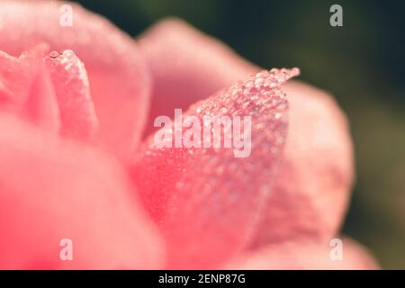 Makroansicht des rosa Rosenblattes mit Tautropfen. Natürlicher grüner Hintergrund. Stockfoto
