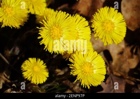 Tussilago farfara medizinische Pflanze. Huflattich (Tussilago farfara L.) Blumen im Frühjahr Wald. Stockfoto