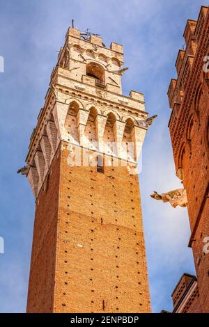 Nahaufnahme Torre del Mangia mittelalterlichen Turm, befindet sich auf der Piazza del Campo, Wahrzeichen von Siena, Italien Stockfoto