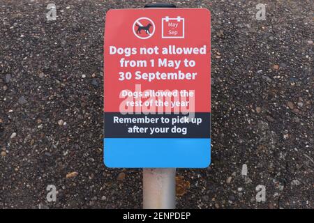 Ein Schild, das Hundebesitzer darüber informiert, dass Hunde nicht erlaubt sind Am Strand von Mai bis September Stockfoto