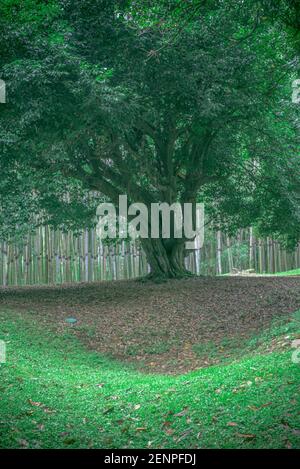 Shekvetili Dendrologischer Park Stockfoto