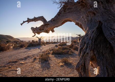 Toter alter Olvien-Baum im Filmset der Tabernas Wüstenlandschaft Almeria Spanien Stockfoto