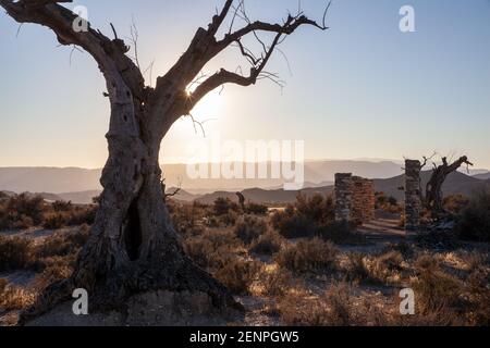 Toter alter Olvien-Baum im Filmset der Tabernas Wüstenlandschaft Almeria Spanien Stockfoto