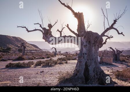 Toter alter Olvien-Baum im Filmset der Tabernas Wüstenlandschaft Almeria Spanien Stockfoto