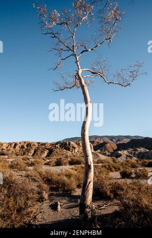 Trockene Vegetationslandschaft im Winter in der Tabernas Wüste Almeria Spanien Natur Stockfoto