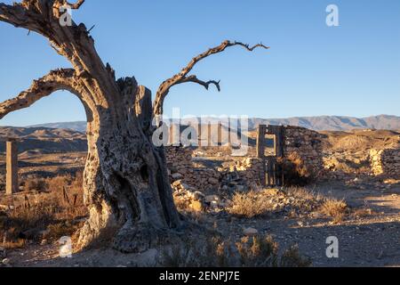 Toter alter Olvien-Baum im Filmset der Tabernas Wüstenlandschaft Almeria Spanien Stockfoto