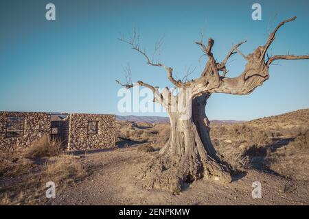 Toter alter Olivenbaum im Filmset der Tabernas Wüstenlandschaft Almeria Spanien Stockfoto