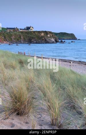 Gräser, die in der Abenddämmerung am Thurlstone Beach, South Hams, Großbritannien, im Wind wehen. Stockfoto