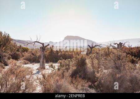 Alte und tote Olivenbaumlandschaft in der Wüste Tabernas In der grellen niedrigen Sonnenlicht Andallusia Spanien Natur Stockfoto