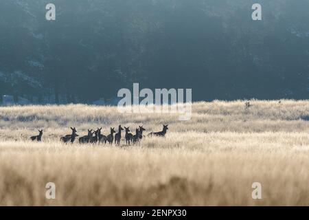 Herde von Rothirsch Hinden in einem grasbewachsenen Feld mit Frost und Hintergrundbeleuchtung Stockfoto