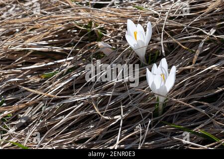 Wilder weißer und violetter Krokus, der im Frühling auf dem Loser Berg, Ausseerland, Salzkammergut, Österreich, blüht Stockfoto