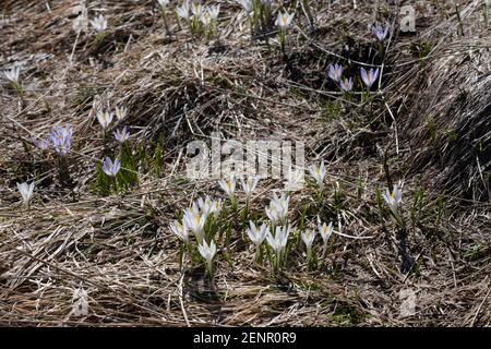 Wilder weißer und violetter Krokus, der im Frühling auf dem Loser Berg, Ausseerland, Salzkammergut, Österreich, blüht Stockfoto