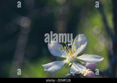 Detail der Mandelblüte mit weißen Blütenblättern mit kleinen bedeckt Tau tropft Stockfoto