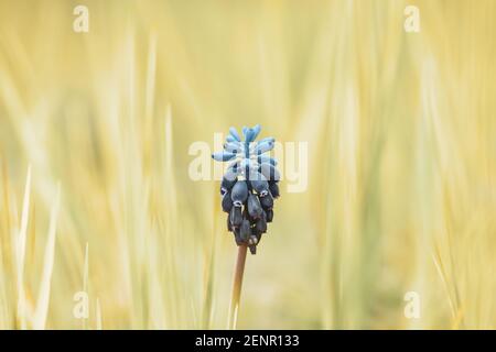 Blauer Nazarener (Muscari vernachlässectum) Unter Wiesengras mit schönem gelben Bokeh Hintergrund Stockfoto