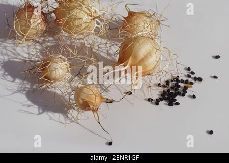 Schwarzer Kümmel, Nigella damascena Samenschote und Samen auf weißem Hintergrund aus einem holländischen Garten. Niederlande, Februar. Stockfoto