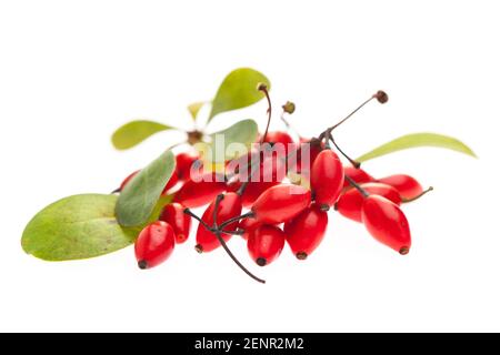 Berberis vulgaris, rote Beeren und Blätter auf weißem Grund Stockfoto