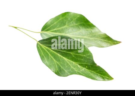 Heilpflanzenstudien: Ivy (Hedera Helix) zwei alte Blätter isoliert auf weißem Hintergrund Stockfoto