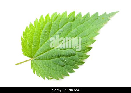 Brennnessel (Urtica dioica) Vorderseite eines einzelnen Blattes auf weißem Hintergrund Stockfoto