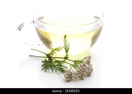 Schafgarbe (Achillea millefolium) Teepflanze Stockfoto