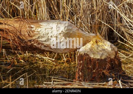 Nahaufnahme Fotografie von gebrochenen Baumstamm auf Boden des Flussufers in der Nähe von Wasser gefallen, nachdem durch Zähne von Biber geschnitten. Tiere Zähne Marken auf su Stockfoto
