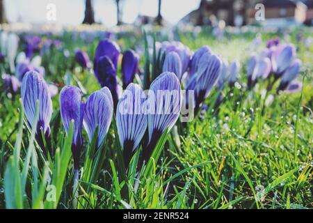 Lila gestreifter Krokus Vernus 'Pickwick' in Blüte Stockfoto