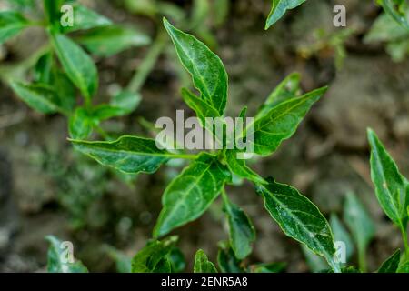 Grüne Blüte einer Habanero-Pfefferpflanze mit dem Grün Blätter der Chiliplanze im heimischen Garten Stockfoto